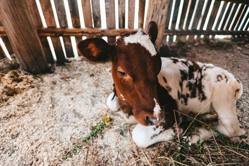 Показали первые фото со съемок фильма по мотивам «Простоквашино»