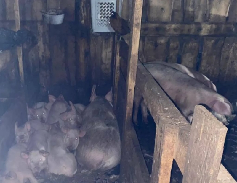 Свиньи загрызли 17-летнюю школьницу Свиньи загрызли 17-летнюю школьницу