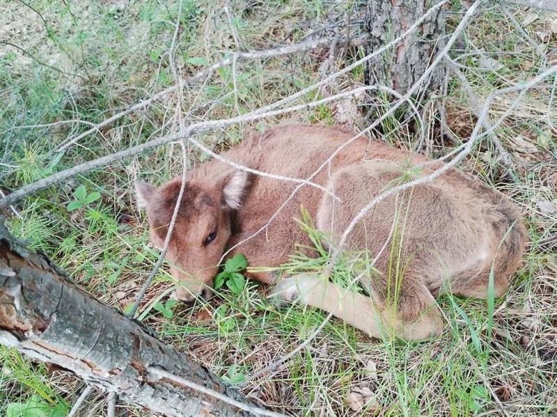 У беловежских зубров в Башкортостане родилось уже пять телят