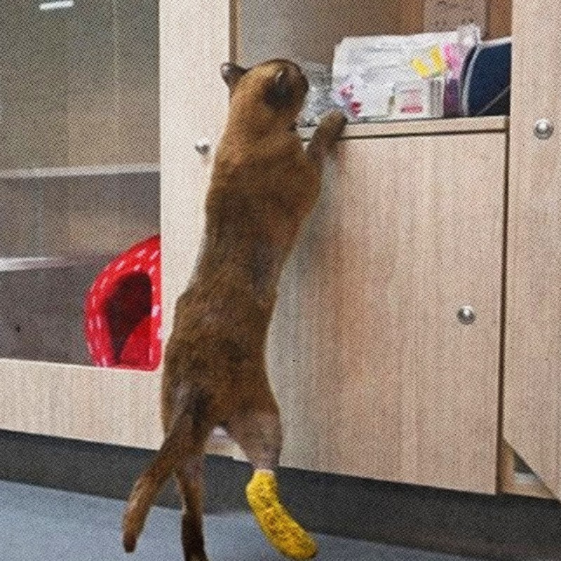 Этот кот пережил часовую стирку в машинке